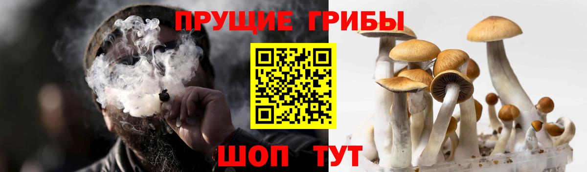 Псилоцибиновые грибы Вязники